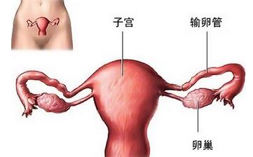 【卵巢】卵巢常識_保養卵巢的最好方法_卵巢保養吃什么等知識