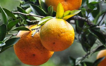 【蘆柑】蘆柑的功效與作用_蘆柑上火嗎_蘆柑怎么吃_蘆柑是什么 【蘆柑】蘆柑的功效與作用_蘆柑上火嗎_蘆柑怎么吃_蘆柑是什么