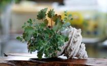 家庭養(yǎng)花需要注意哪些事項(xiàng)？