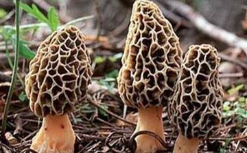 【羊肚菌】羊肚菌的營養(yǎng)價(jià)值_羊肚菌怎么做好吃_羊肚菌的做法大全 【羊肚菌】羊肚菌的營養(yǎng)價(jià)值_羊肚菌怎么做好吃_羊肚菌的做法大全