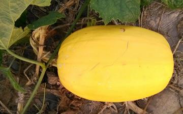 【金絲瓜】金絲瓜的營養價值_金絲瓜怎么做好吃_金絲瓜的做法大全