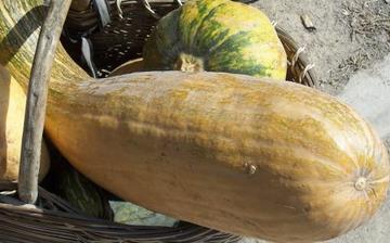 【方瓜】方瓜的功效與作用營養價值_方瓜怎么做好吃_方瓜的做法大全 【方瓜】方瓜的功效與作用營養價值_方瓜怎么做好吃_方瓜的做法大全