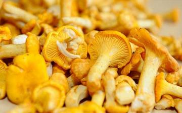 【雞油菌】雞油菌的營養價值_雞油菌怎么做好吃_雞油菌的做法大全