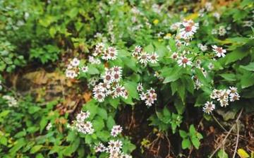 【胡枝子】胡枝子的營養價值_胡枝子怎么做好吃_胡枝子的做法大全 【胡枝子】胡枝子的營養價值_胡枝子怎么做好吃_胡枝子的做法大全