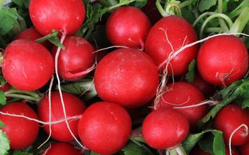 【櫻桃蘿卜】櫻桃蘿卜的營養價值_櫻桃蘿卜怎么做好吃_櫻桃蘿卜的做法大全 【櫻桃蘿卜】櫻桃蘿卜的營養價值_櫻桃蘿卜怎么做好吃_櫻桃蘿卜的做法大全