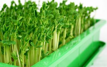 【芽菜】芽菜的功效與作用營養價值_芽菜怎么做好吃_芽菜的做法大全