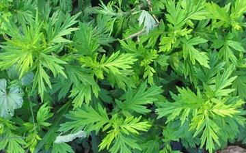 【艾蒿】艾蒿的功效與作用營養價值_艾蒿怎么做好吃_艾蒿的做法大全 【艾蒿】艾蒿的功效與作用營養價值_艾蒿怎么做好吃_艾蒿的做法大全