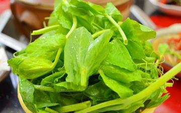 【豌豆尖】豌豆尖的營(yíng)養(yǎng)價(jià)值_豌豆尖怎么做好吃_豌豆尖的做法大全