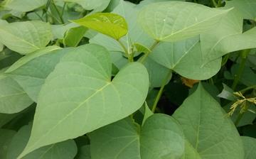 【紅薯葉】紅薯葉的營養價值_紅薯葉怎么做好吃_紅薯葉的做法大全