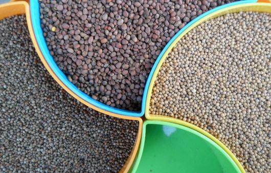 痰多敷白芥子可以嗎？