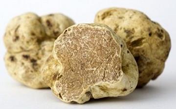 【白松露菌】白松露菌的營養價值_白松露菌怎么做好吃_白松露菌的做法大全