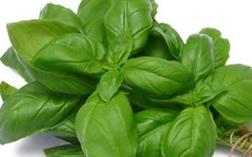 【香草】香草的營養(yǎng)價(jià)值_香草怎么做好吃_香草的做法大全 【香草】香草的營養(yǎng)價(jià)值_香草怎么做好吃_香草的做法大全