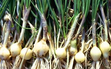 【野蒜】野蒜的營養價值_野蒜怎么做好吃_野蒜的做法大全 【野蒜】野蒜的營養價值_野蒜怎么做好吃_野蒜的做法大全