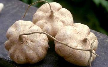 【豆薯】豆薯的功效與作用營(yíng)養(yǎng)價(jià)值_豆薯怎么做好吃_豆薯的做法大全