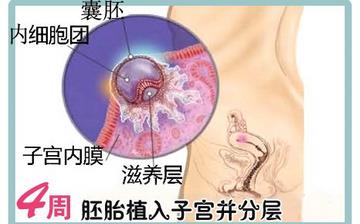 【懷孕4周】早孕4周癥狀_懷孕4周胎兒圖片_懷孕4周吃什么補身體 【懷孕4周】早孕4周癥狀_懷孕4周胎兒圖片_懷孕4周吃什么補身體