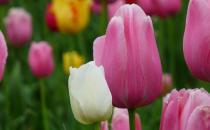 家里不適合養什么花草？