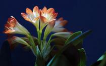 家里養什么花能夠讓人長壽