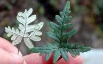 粉背蕨的功效與作用 藥用價值