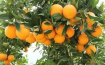 川山橙根的功效與作用 藥用價值