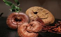 鮮靈芝怎么養(yǎng)生？鮮靈芝的養(yǎng)生食譜