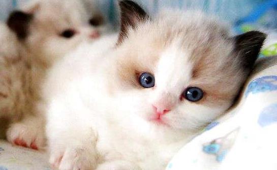 地中海貧血的癥狀有哪些