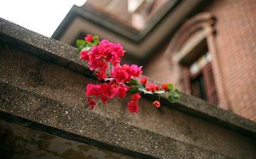 【紅杏出墻】紅杏出墻是什么意思_女人紅杏出墻是怎么回事_紅杏出墻的電影 【紅杏出墻】紅杏出墻是什么意思_女人紅杏出墻是怎么回事_紅杏出墻的電影