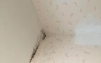 僅需這幾招 就再也不用為墻體發霉而煩惱了