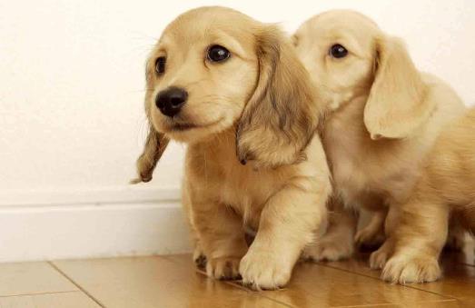 被狗狗咬了怎么處理