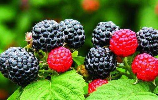 冬季吃這些食物能補腎