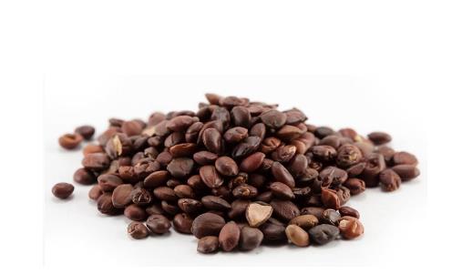 酸棗仁泡水喝竟有那么多功效！