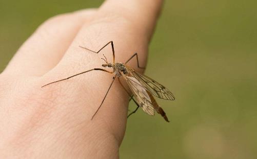 看見蚊子正在吸血到底打不打