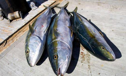 3類食物可致胎兒畸形 孕婦慎食！