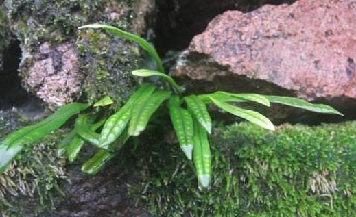 九死還魂草是什么？九死還魂草能治病嗎？