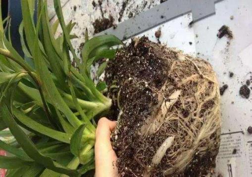 養花方法技巧大全 家庭養花的水肥光土四大要點總結