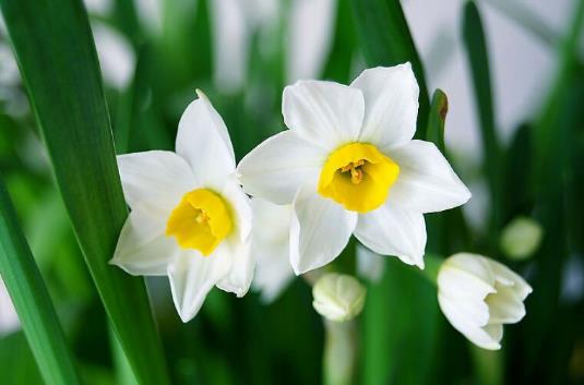 水仙花有毒嗎 水仙花能放在臥室內嗎