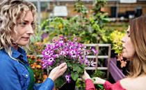 細數家庭花卉生長期和休眠期修剪最佳時間及方法