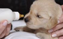 沒斷奶的小狗怎么照顧？仔犬飼養(yǎng)方法