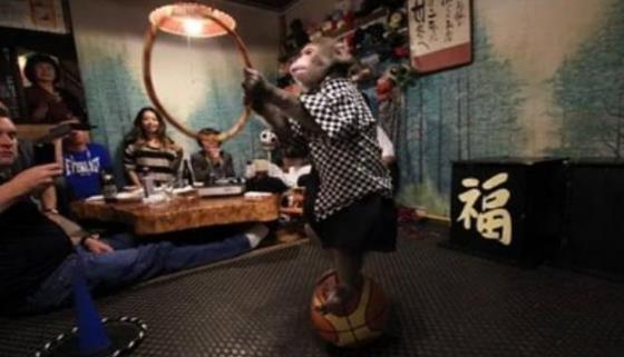 日本最火爆的餐廳之一 猴子當服務生,報酬只要香蕉
