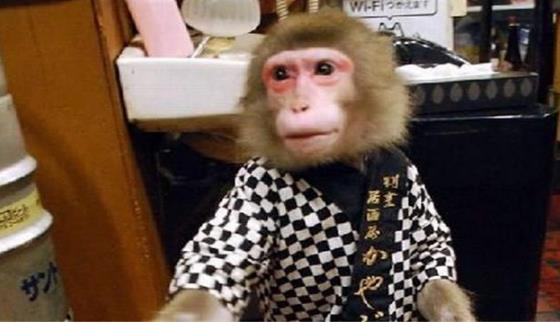日本最火爆的餐廳之一 猴子當服務生,報酬只要香蕉