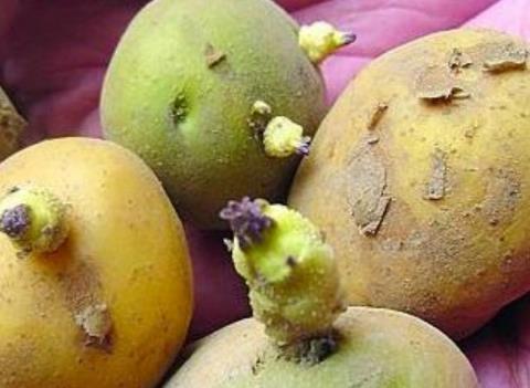 土豆長芽后真的有毒 謹防土豆變青發芽后龍葵素中毒