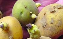 土豆長芽后真的有毒 謹防土豆變青發(fā)芽后龍葵素中毒