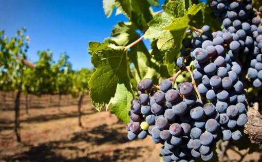 吃水果可以瘦肚子 這7種水果不要錯(cuò)過