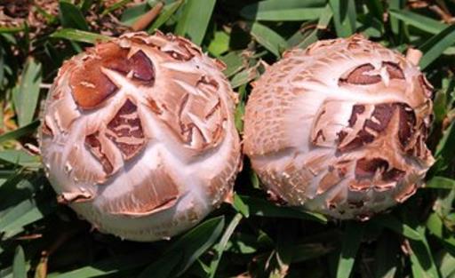 4種常見蘑菇的營養(yǎng)價值 適用于孕婦補充營養(yǎng)