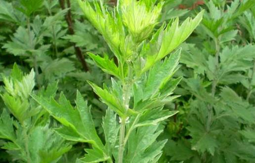 艾葉的功效 中醫(yī)大夫教你用艾葉和黑眼圈說拜拜