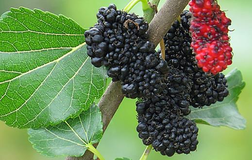 老年人貧血 補血必吃的8種食物