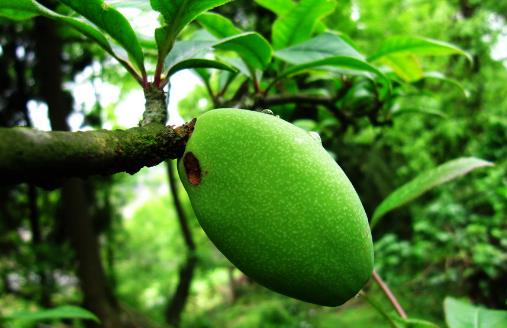 食物豐胸大揭秘 堅持吃讓你擁有豐挺美觀的胸部