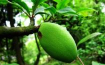 食物豐胸大揭秘 堅持吃讓你擁有豐挺美觀的胸部