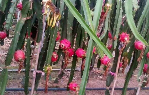 火龍果紅心還是白心好?關(guān)于火龍果的營(yíng)養(yǎng)價(jià)值你知道多少