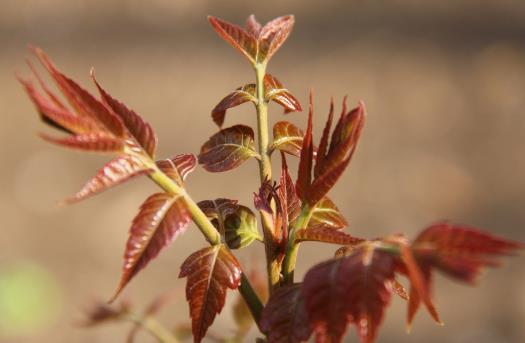 春天清火必吃的六種食物推薦