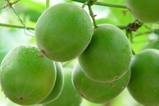 “神仙果”潤肺止咳全靠它